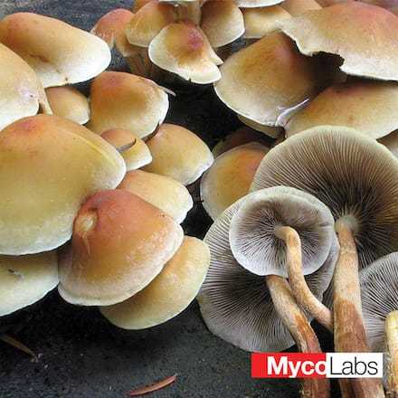 Maślanka łagodna (Hypholoma capnoides)