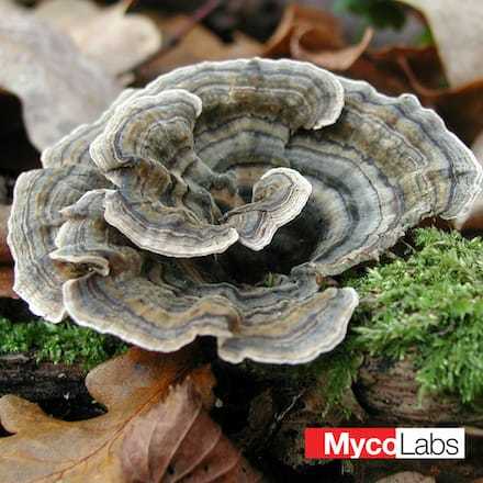 Turkey tail fungus (Trametes versicolor)