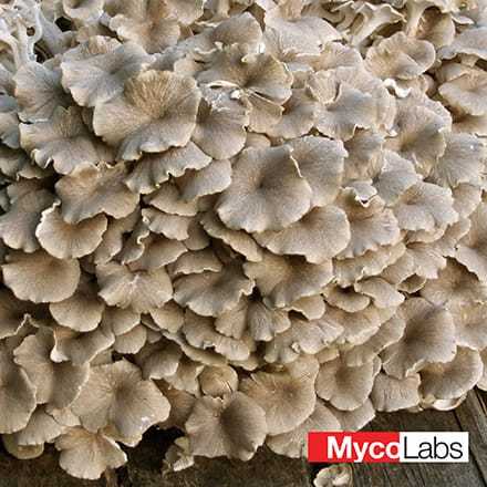 Umbrella polypore (Grifola umbellata)