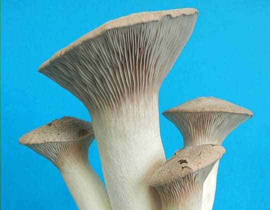 Pleurotus citrinopileatus