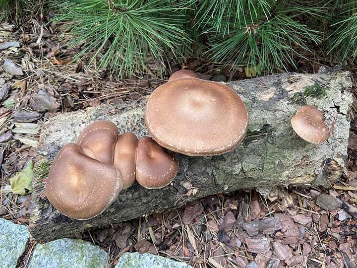 Lentinula edodes on log | MycoLabs