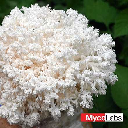 Coral Tooth Fungus (Hericium coralloides)