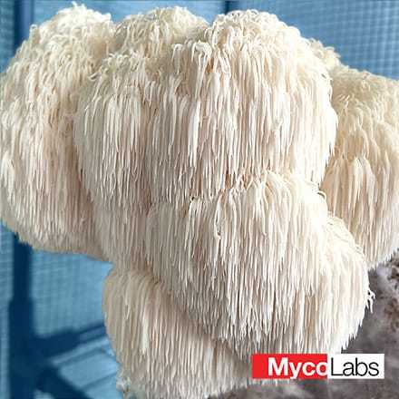 Lion's Mane Mushroom (Hericium erinaceus)