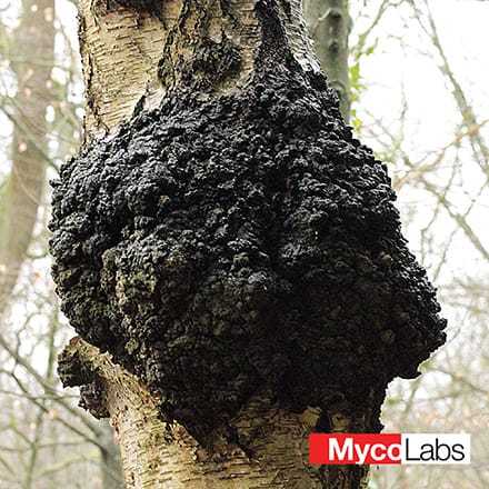 Chaga Mushroom (Inonotus obliquus)