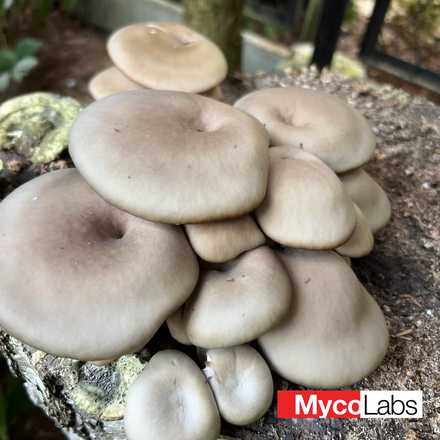 Oyster var. winter (Pleurotus ostreatus)