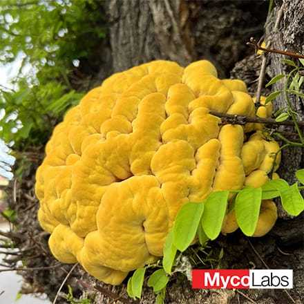 Żółciak siarkowy (Laetiporus sulphureus)