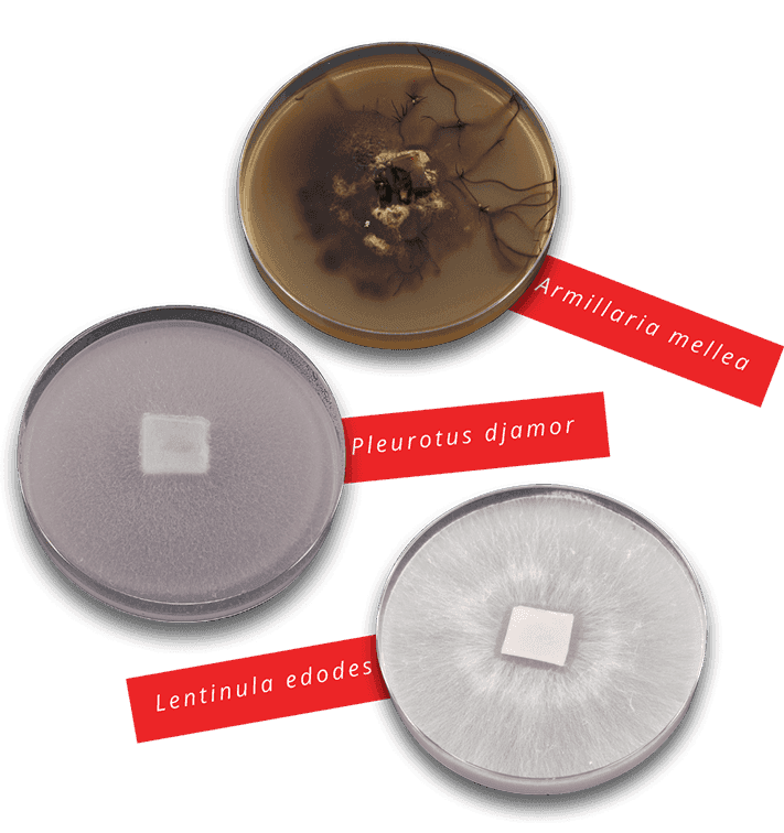 Mother cultures on Petri dishes | MycoLabs