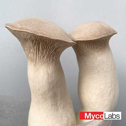 Boczniak mikołajkowy (Pleurotus eryngii)