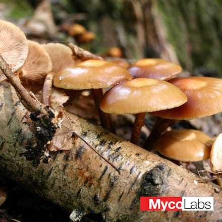 Sheathed woodtuft (Kuechneromyces mutabilis)