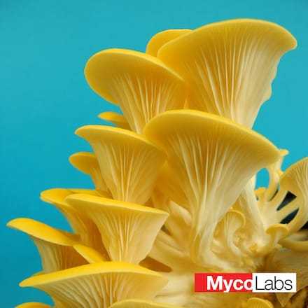 Golden Oyster (Pleurotus citrinopileatus)