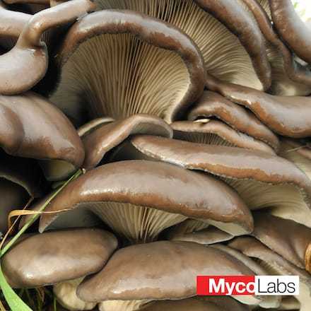 Oyster var. winter (Pleurotus ostreatus)