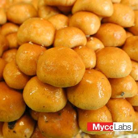 Łuskwiak nameko (Pholiota nameko)