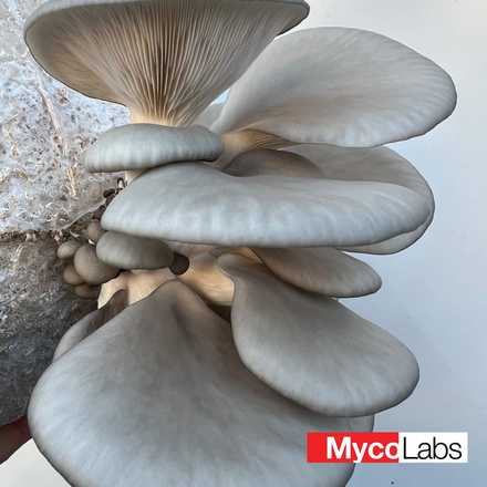 Oyster var. winter (Pleurotus ostreatus)