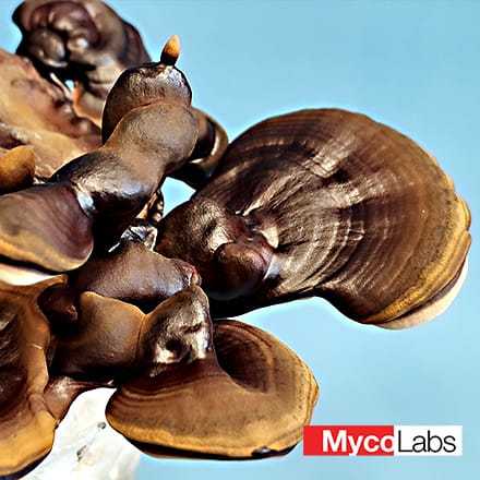 Black Reishi (Ganoderma sinense)