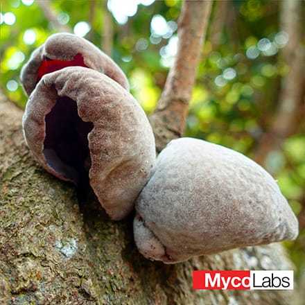 Wood Ear Mushroom (ml5210-Auricularia polytricha)