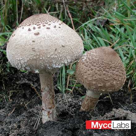 Czubajka kania (Macrolepiota procera)