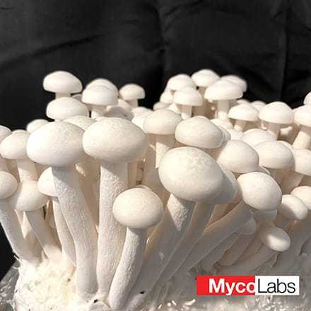 White Beech Mushroom (Hypsizygus tessulatus)