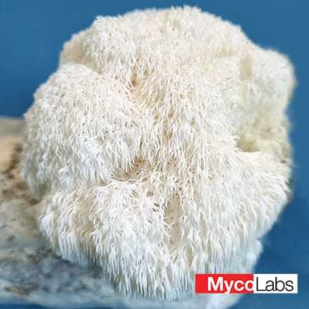 Bear's Head Tooth Fungus (Hericium americanum)