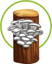 Mushroom fruiting