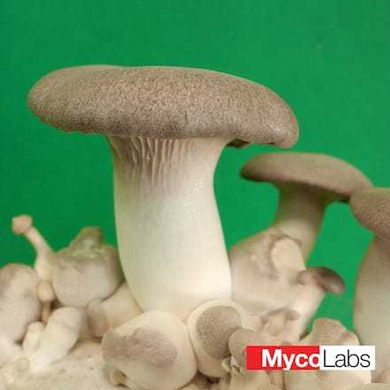 King Oyster (Pleurotus eryngii)