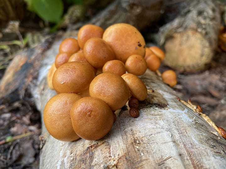 Pholiota nameko on log | MycoLabs