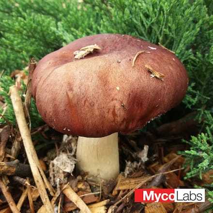 Wine Cap (Stropharia rugosoannulata)