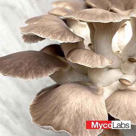 Italian Oyster (Pleurotus pulmonarius)