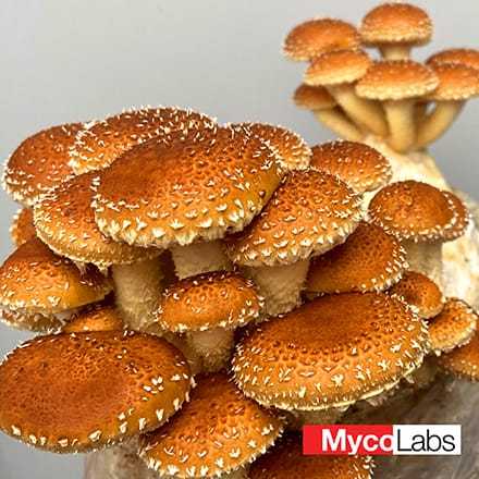 Chestnut Mushroom (Pholiota adiposa)