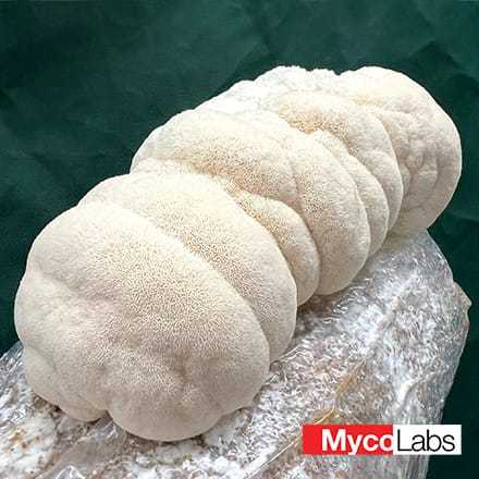 Lion's Mane Mushroom (Hericium erinaceus)