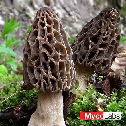 Black Morel (Morchella conica)