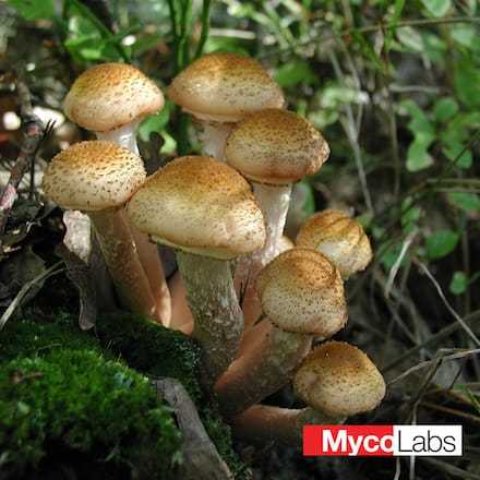 Honey Fungus (Armillaria mellea)