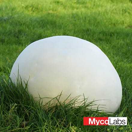 Giant puffball (Calvatia gigantea)