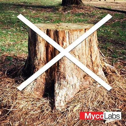 Phlebiopsis Mycelium for removing stumps (Phlebiopsis gigantea)