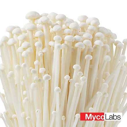 White Enoki (Flammulina filiformis)