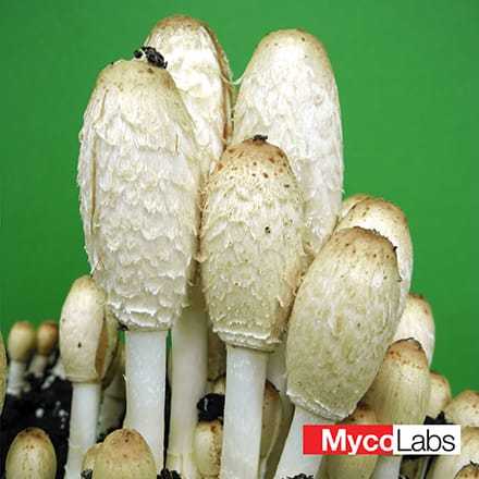 Czernidłak kołpakowaty (Coprinus comatus)