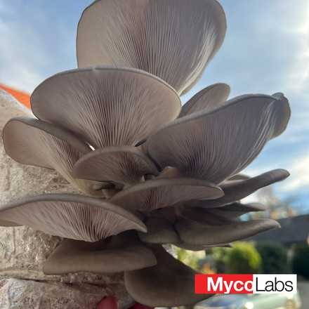 Oyster var. winter (Pleurotus ostreatus)