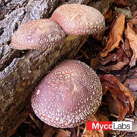 Shiitake (for logs) (Lentinula edodes)