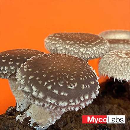 Shiitake (for blocks) (Lentinula edodes)