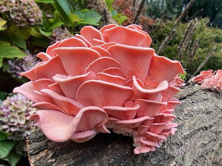 Pleurotus djamor on log | MycoLabs