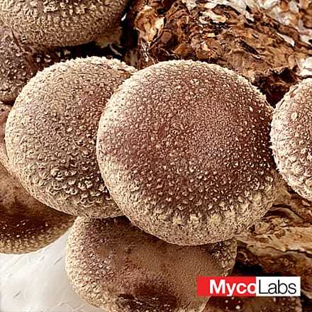 Shiitake (for blocks) (Lentinula edodes)