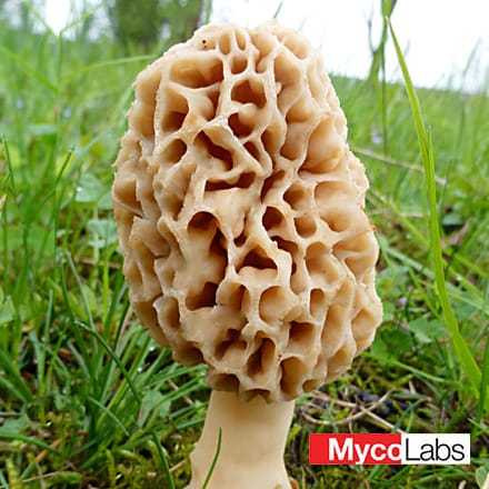 Yellow Morel (Morchella esculenta)