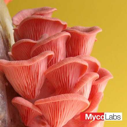 Pink Oyster (Pleurotus djamor)