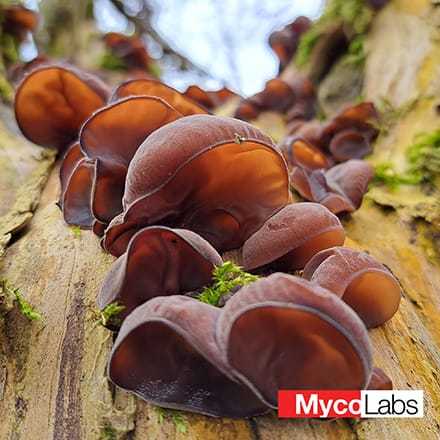 Jew's Ear Mushroom (Auricularia auricula-judae)