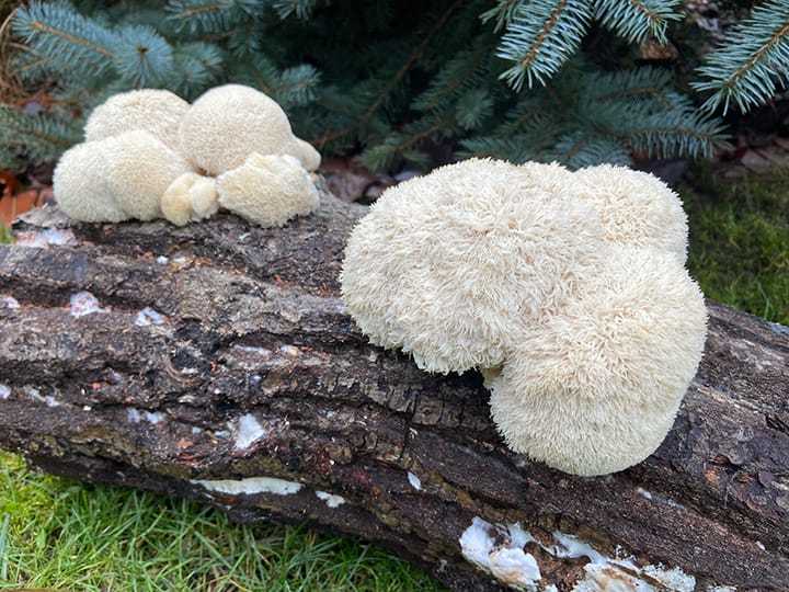 Hericium erinaceus on log | MycoLabs